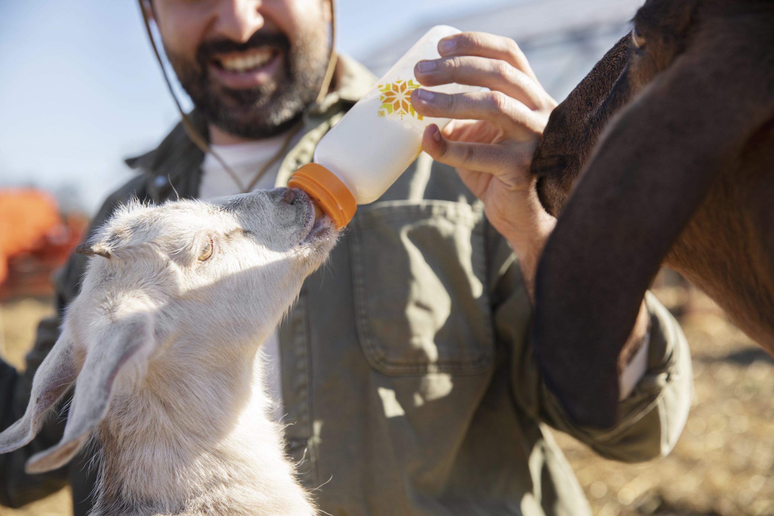 Alimentação Animal